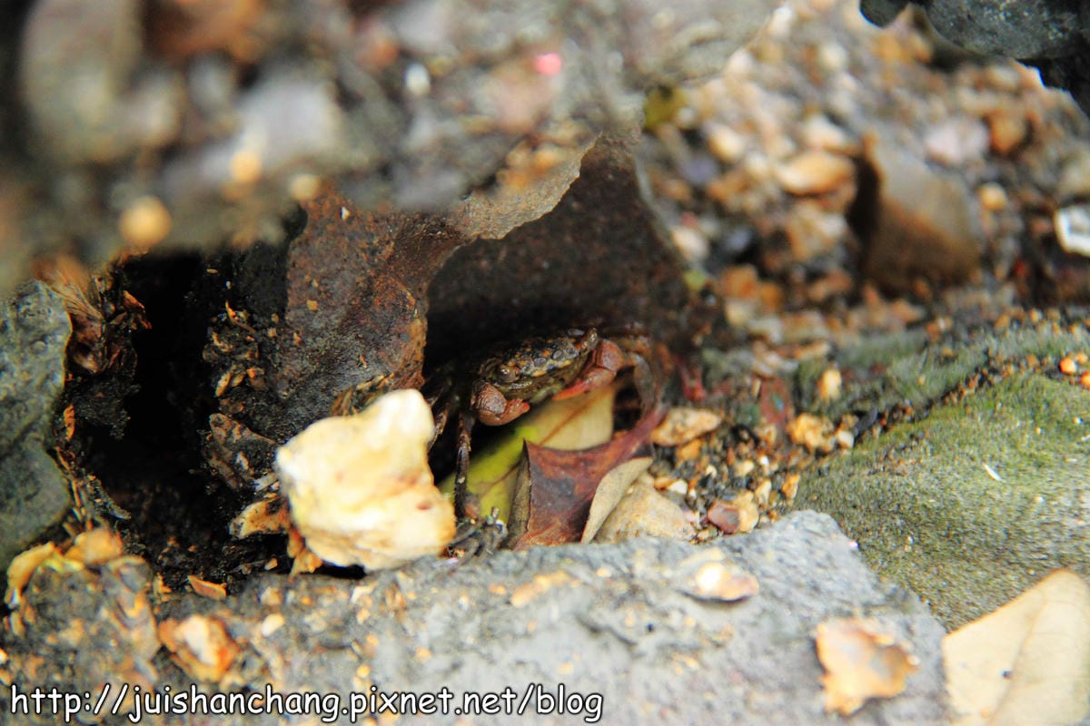 【遊。彰化】番挖海牛車隊～坐牛車採蚵趣！