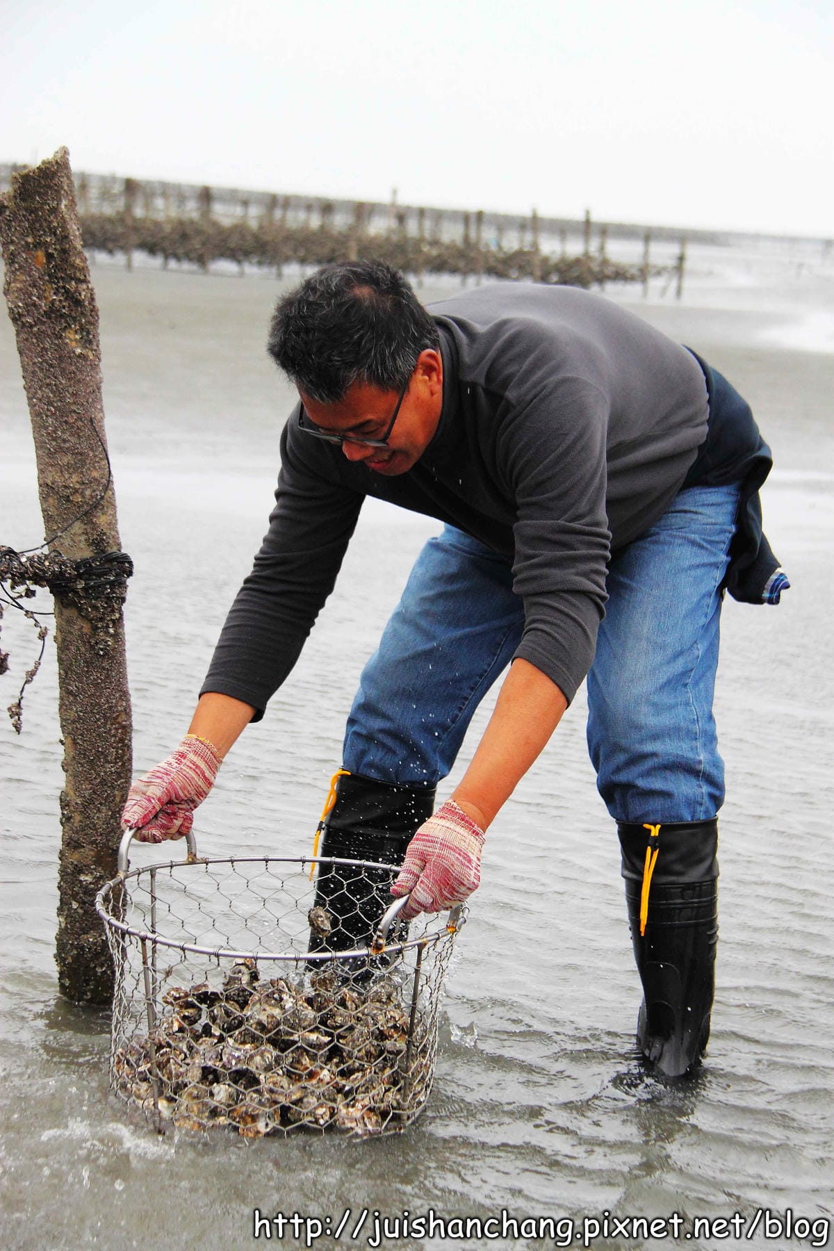 【遊。彰化】番挖海牛車隊～坐牛車採蚵趣！