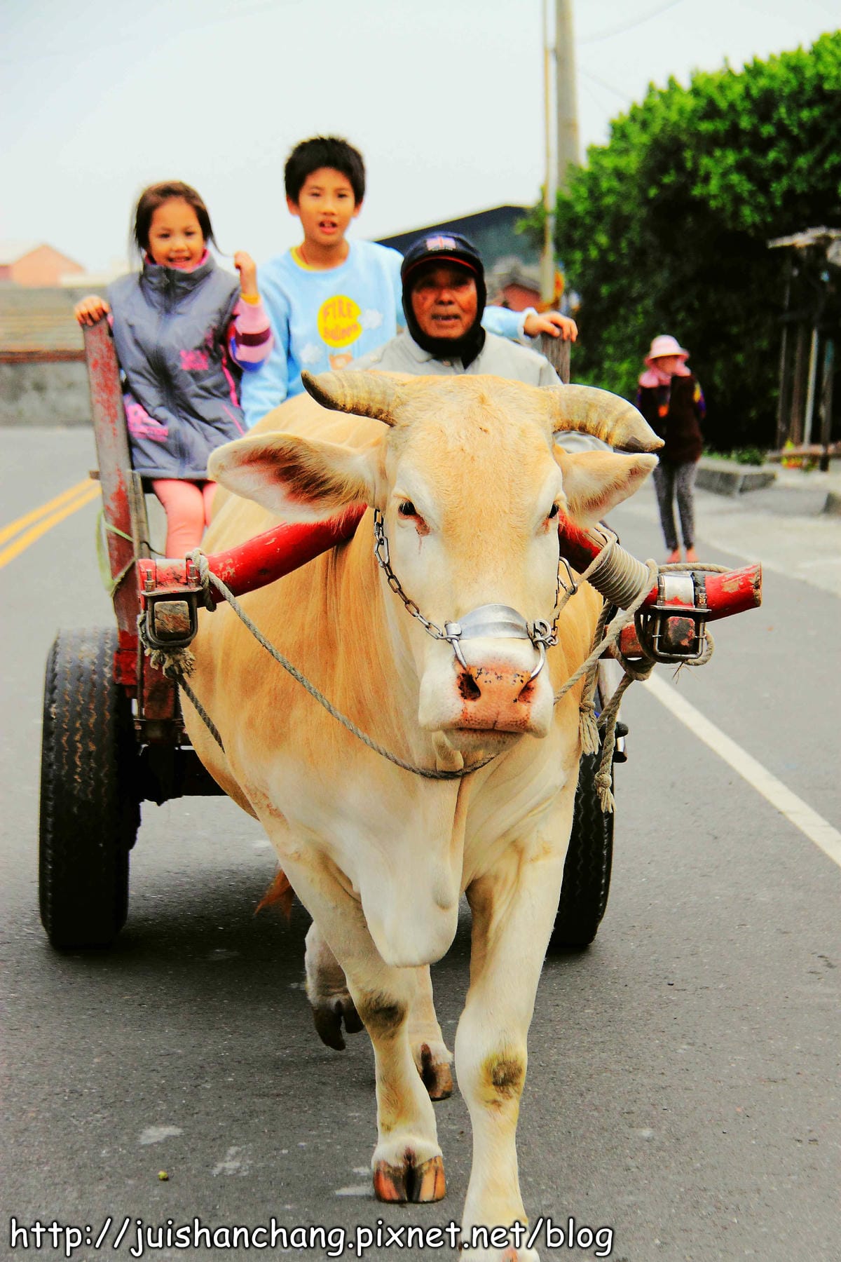 【遊。彰化】番挖海牛車隊～坐牛車採蚵趣！