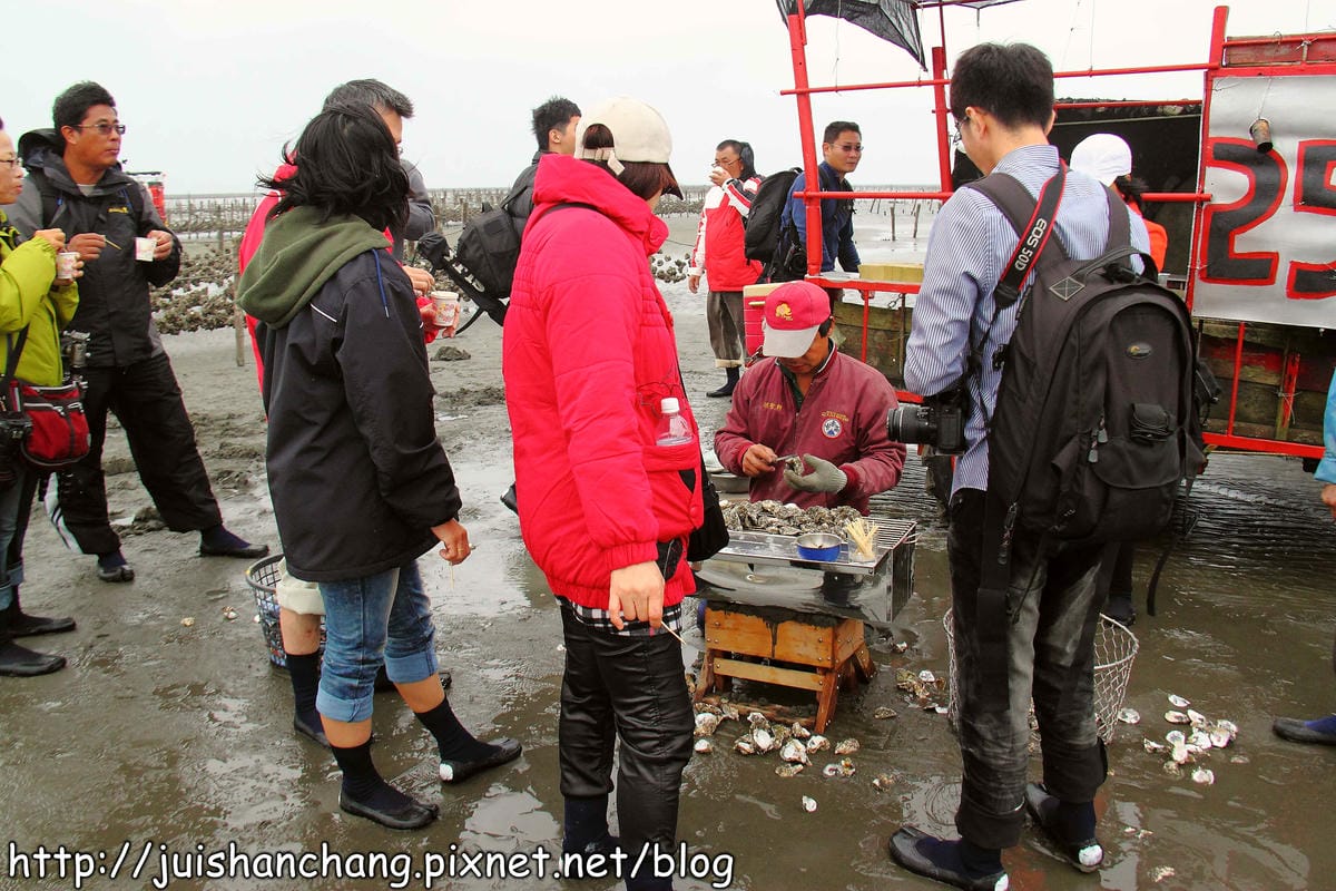 【遊。彰化】番挖海牛車隊～坐牛車採蚵趣！