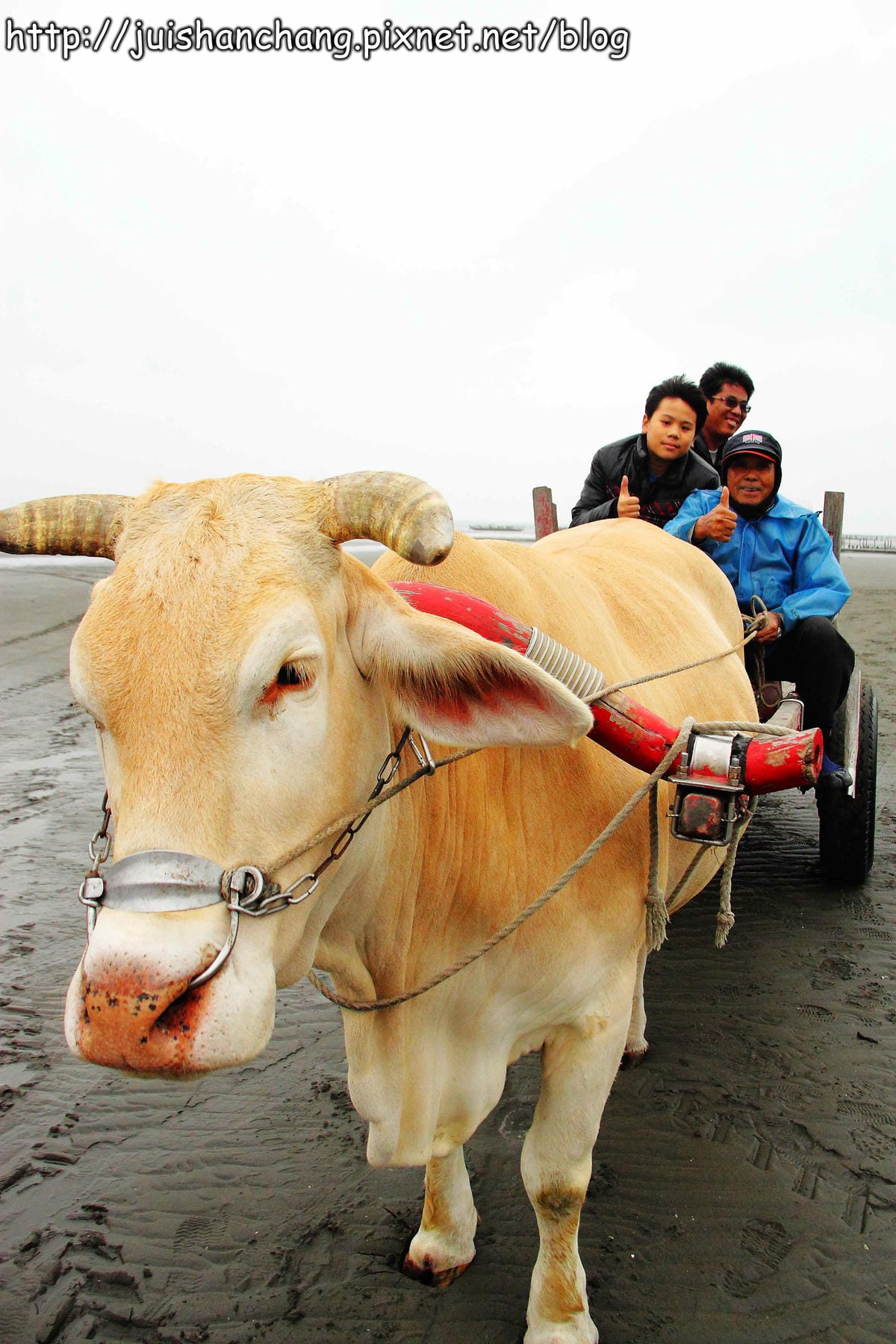 【遊。彰化】番挖海牛車隊～坐牛車採蚵趣！