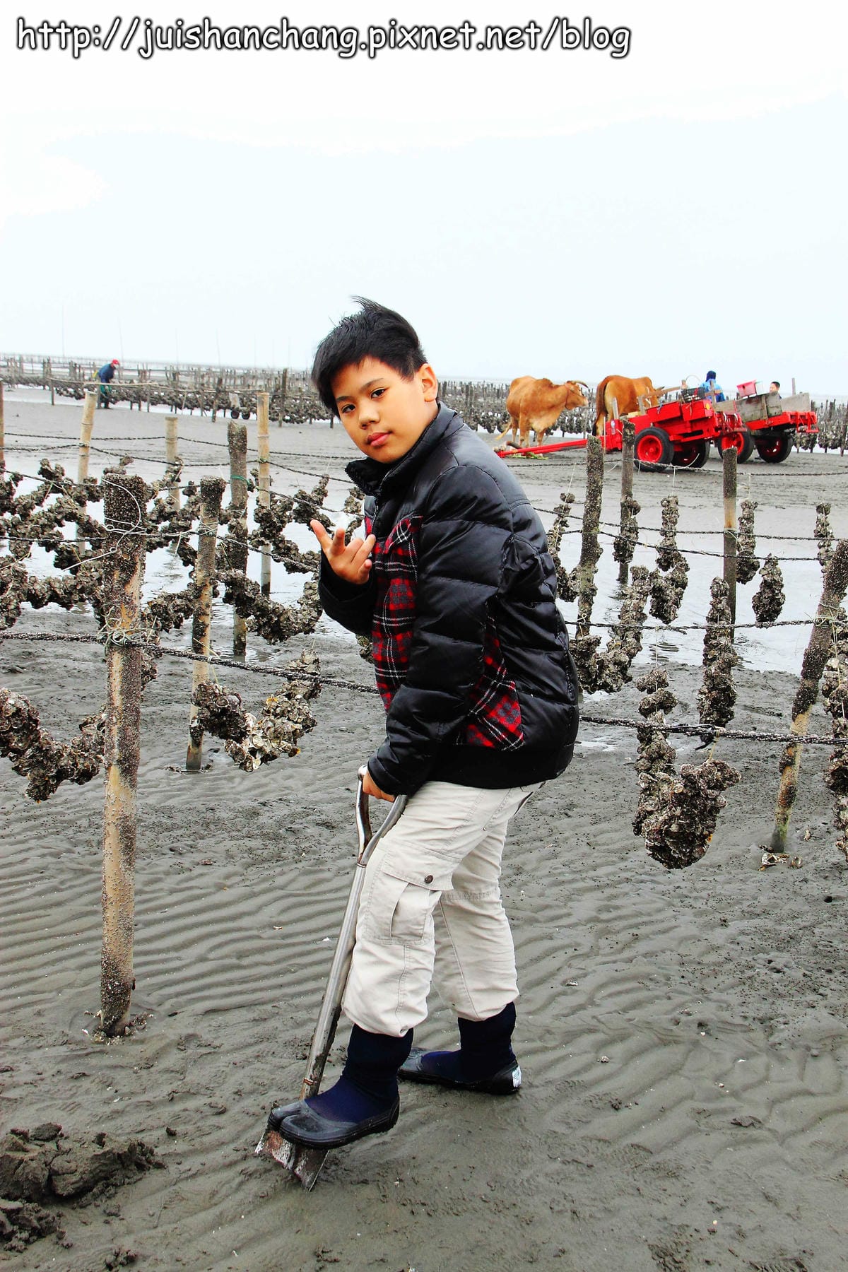 【遊。彰化】番挖海牛車隊～坐牛車採蚵趣！