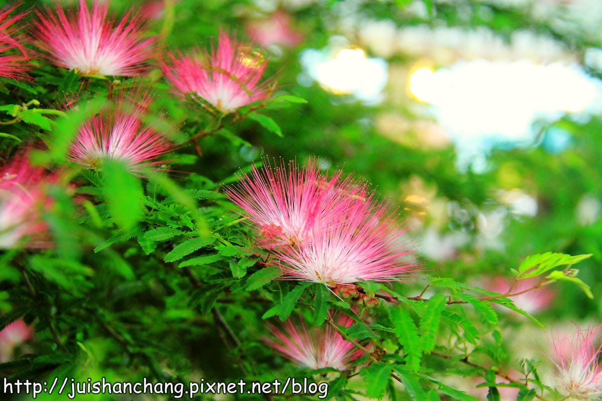 《遊記—宜蘭》香草菲菲～漫步香草玻璃屋深～深～森呼吸～
