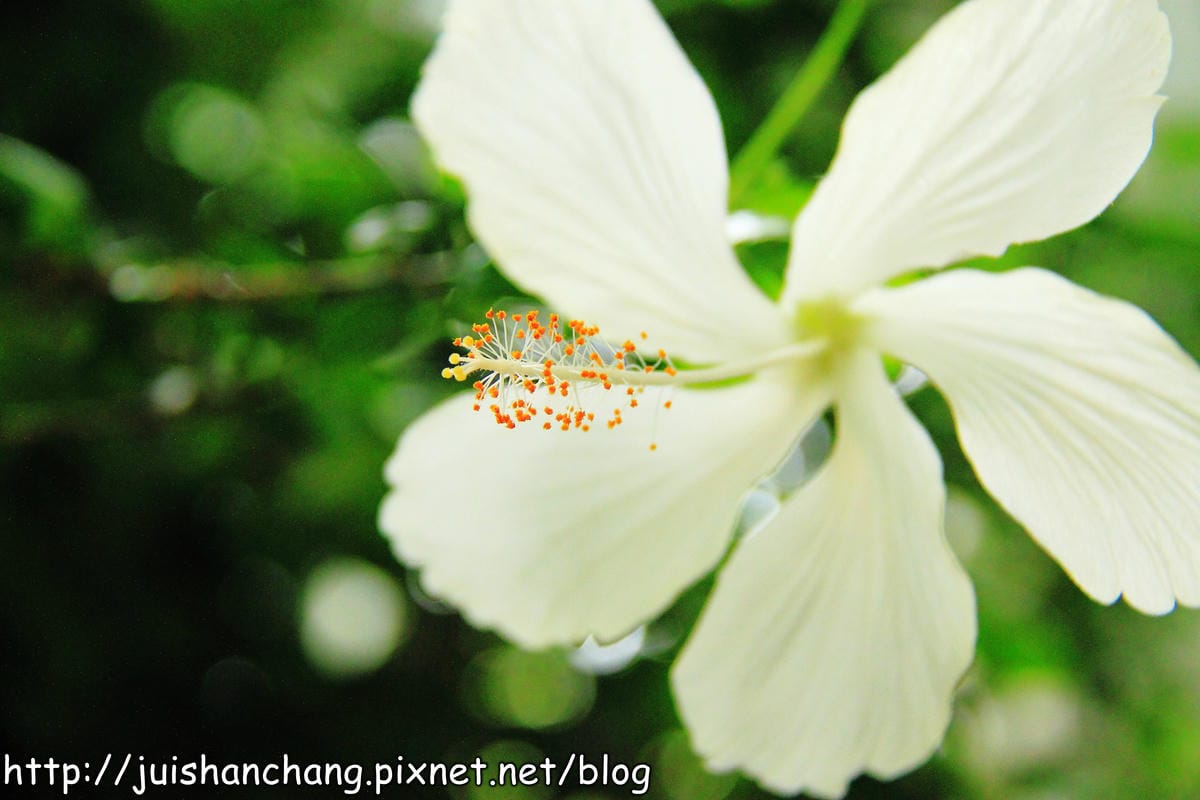 《遊記—宜蘭》香草菲菲～漫步香草玻璃屋深～深～森呼吸～