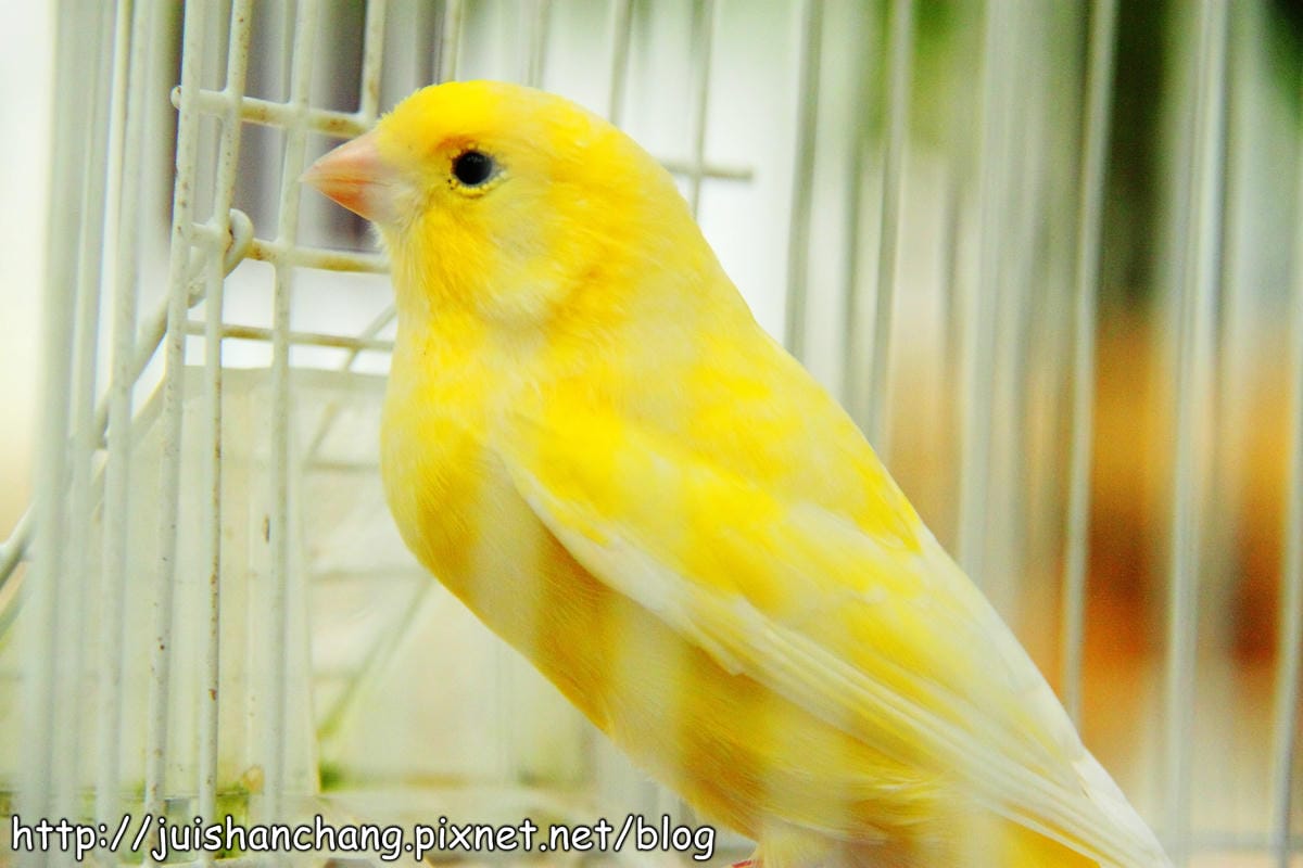 《遊記—宜蘭》香草菲菲～漫步香草玻璃屋深～深～森呼吸～