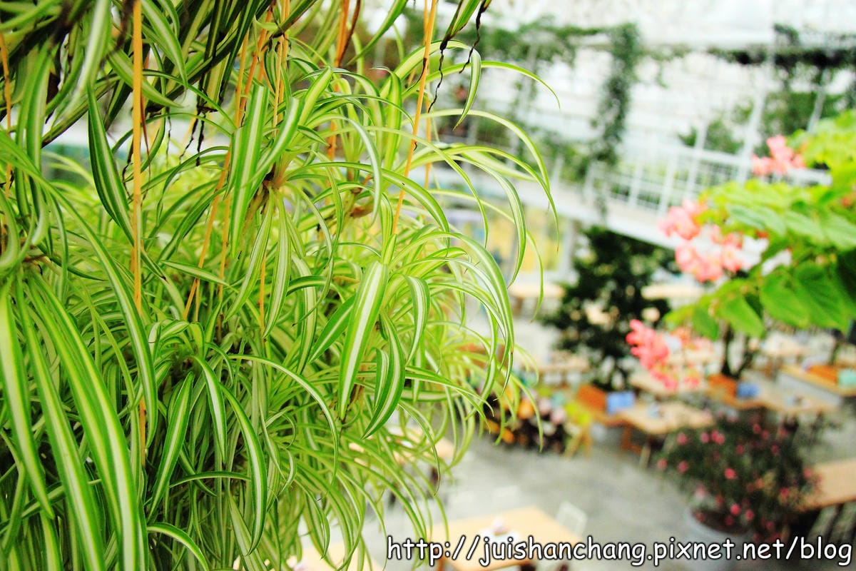《遊記—宜蘭》香草菲菲～漫步香草玻璃屋深～深～森呼吸～