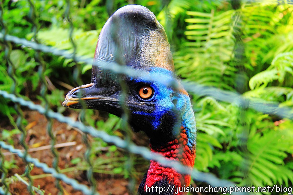 《遊記—新竹新埔》森林鳥花園～戶外親子花園賞鳥趣(已歇業)