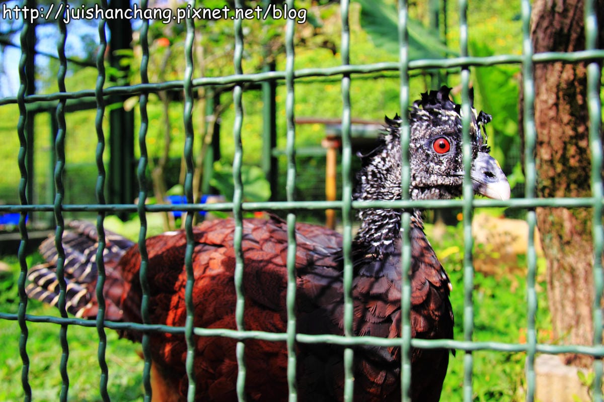 《遊記—新竹新埔》森林鳥花園～戶外親子花園賞鳥趣(已歇業)