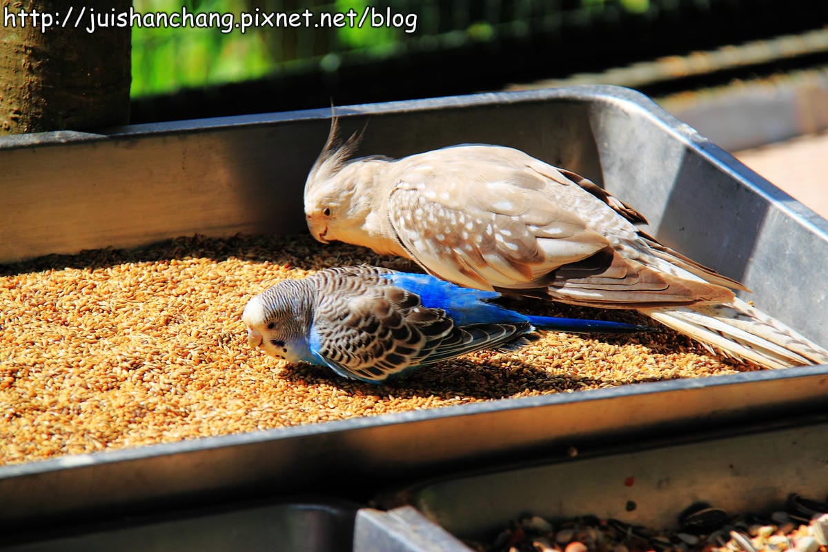 《遊記—新竹新埔》森林鳥花園～戶外親子花園賞鳥趣(已歇業)