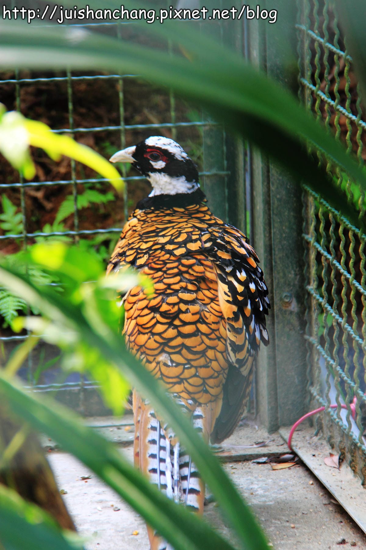 《遊記—新竹新埔》森林鳥花園～戶外親子花園賞鳥趣(已歇業)
