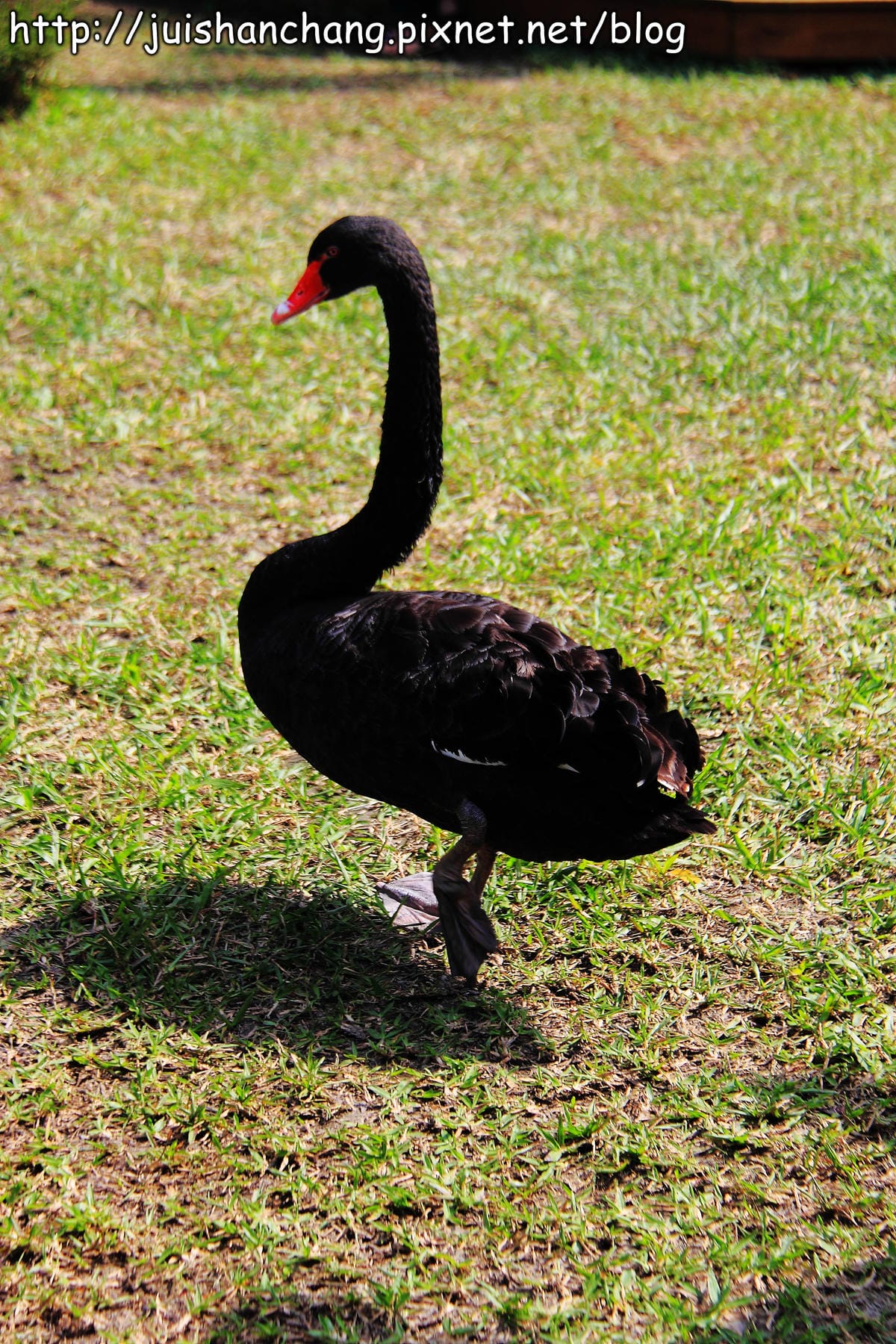 《遊記—新竹新埔》森林鳥花園～戶外親子花園賞鳥趣(已歇業)
