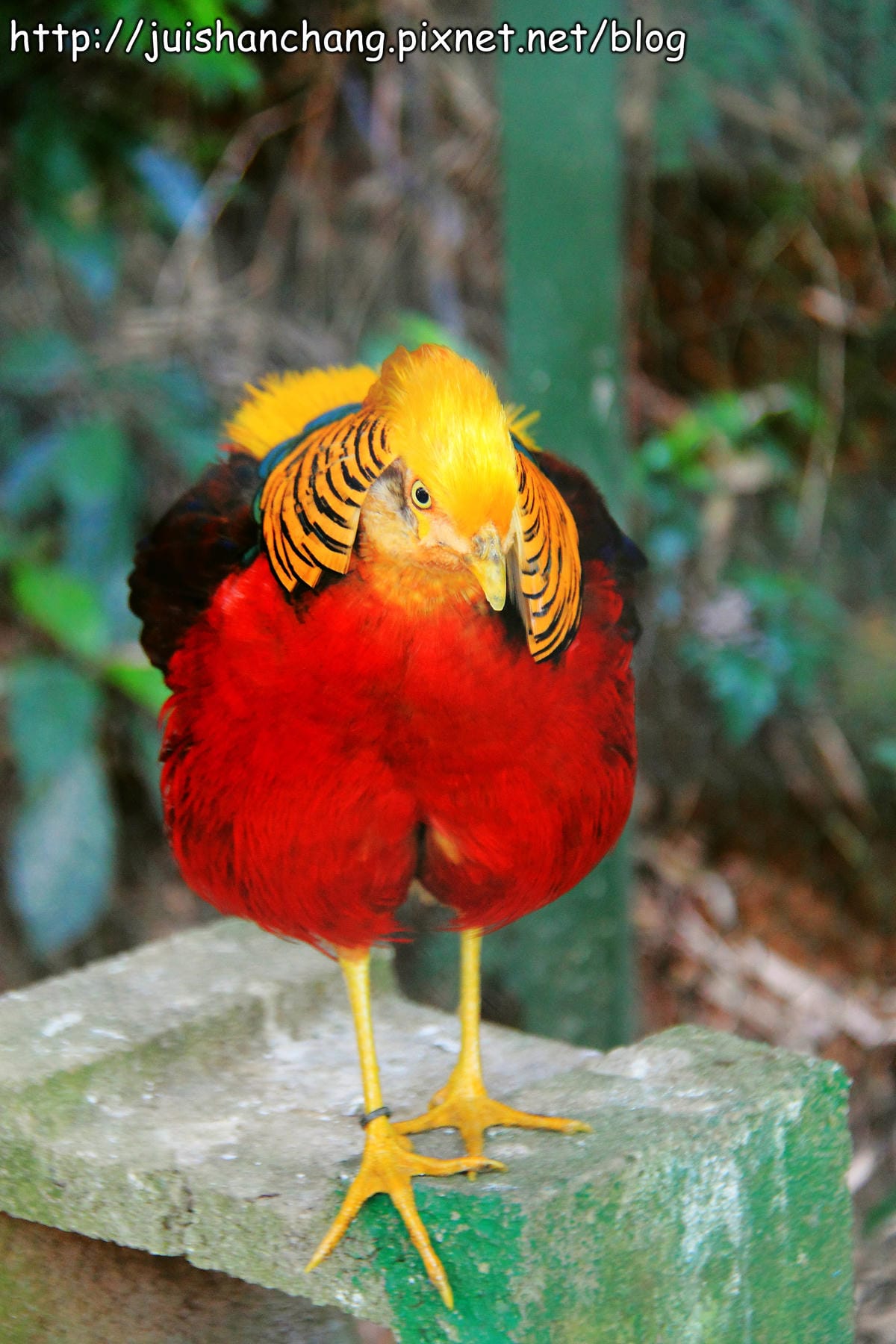 《遊記—新竹新埔》森林鳥花園～戶外親子花園賞鳥趣(已歇業)
