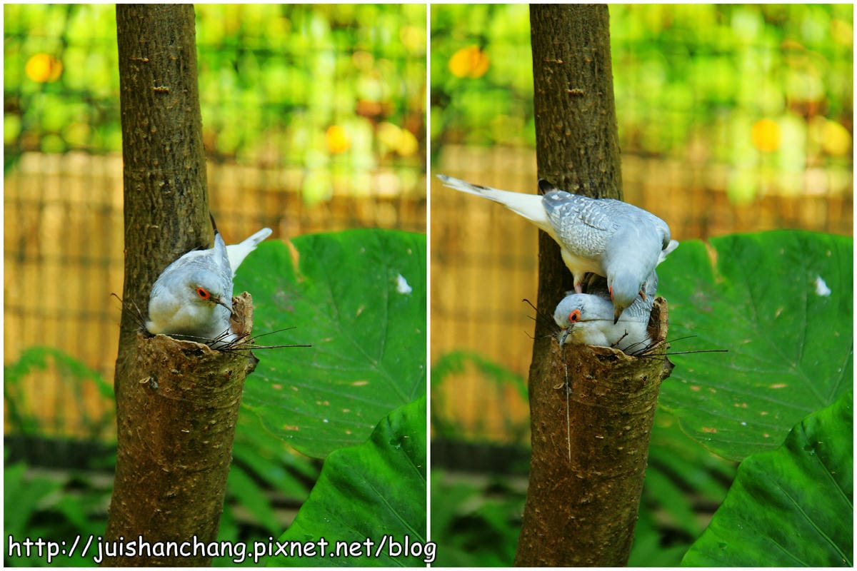 《遊記—新竹新埔》森林鳥花園～戶外親子花園賞鳥趣(已歇業)