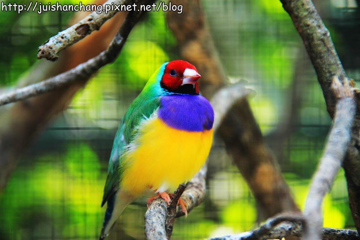 《遊記—新竹新埔》森林鳥花園～戶外親子花園賞鳥趣(已歇業)