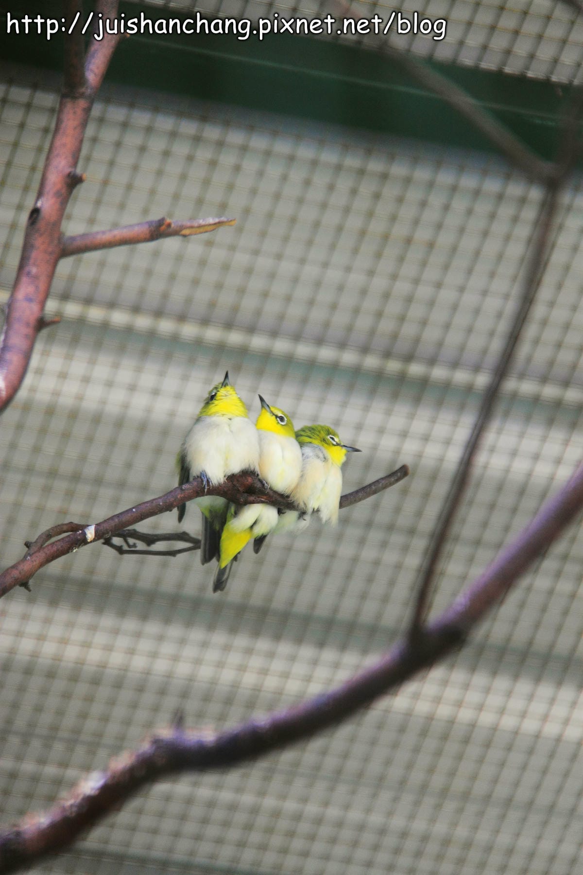 《遊記—新竹新埔》森林鳥花園～戶外親子花園賞鳥趣(已歇業)