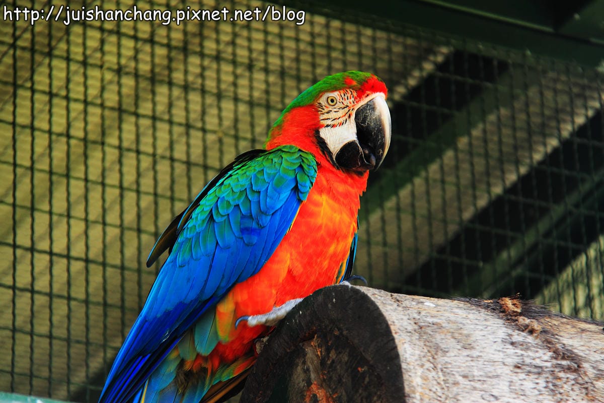 《遊記—新竹新埔》森林鳥花園～戶外親子花園賞鳥趣(已歇業)