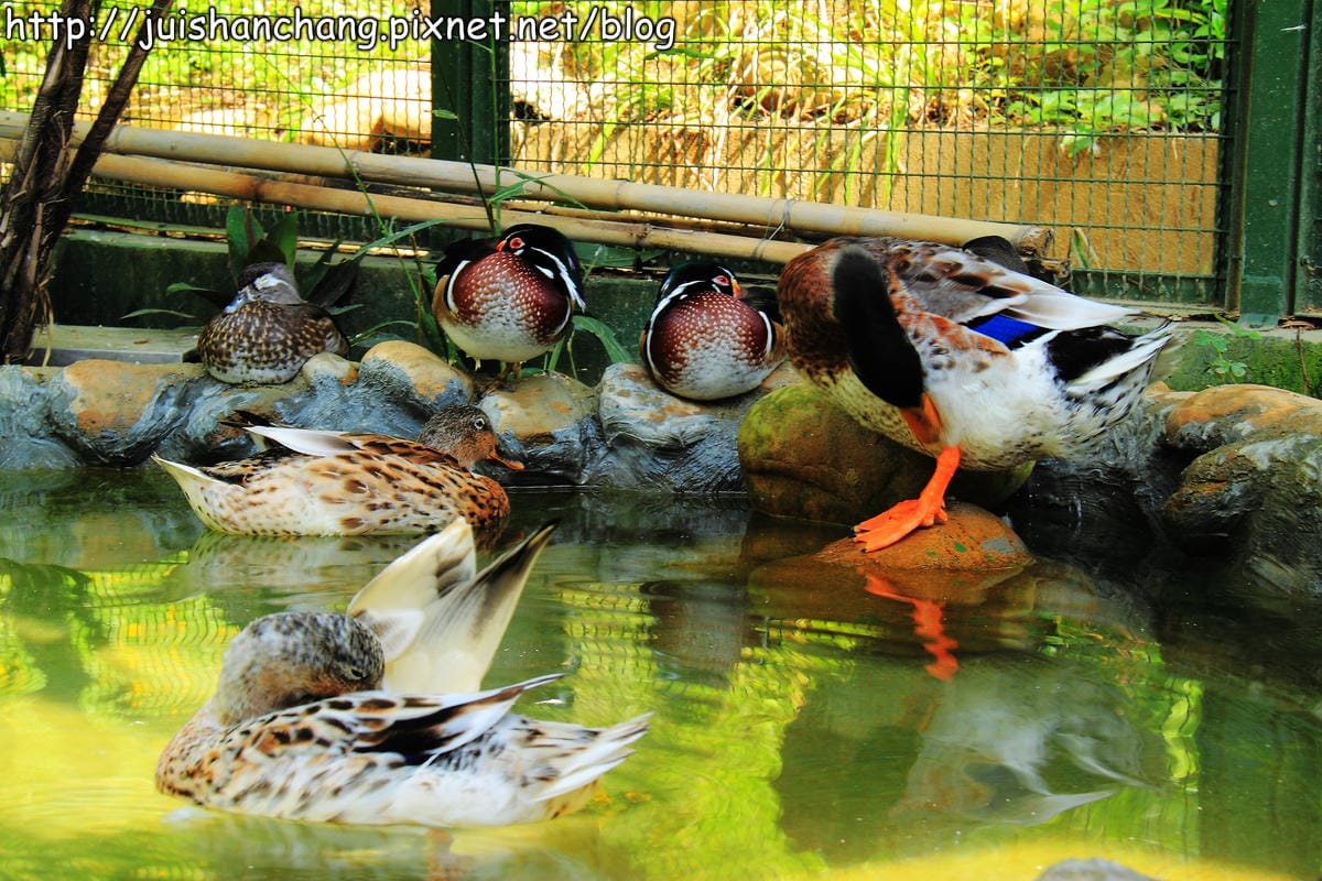 《遊記—新竹新埔》森林鳥花園～戶外親子花園賞鳥趣(已歇業)