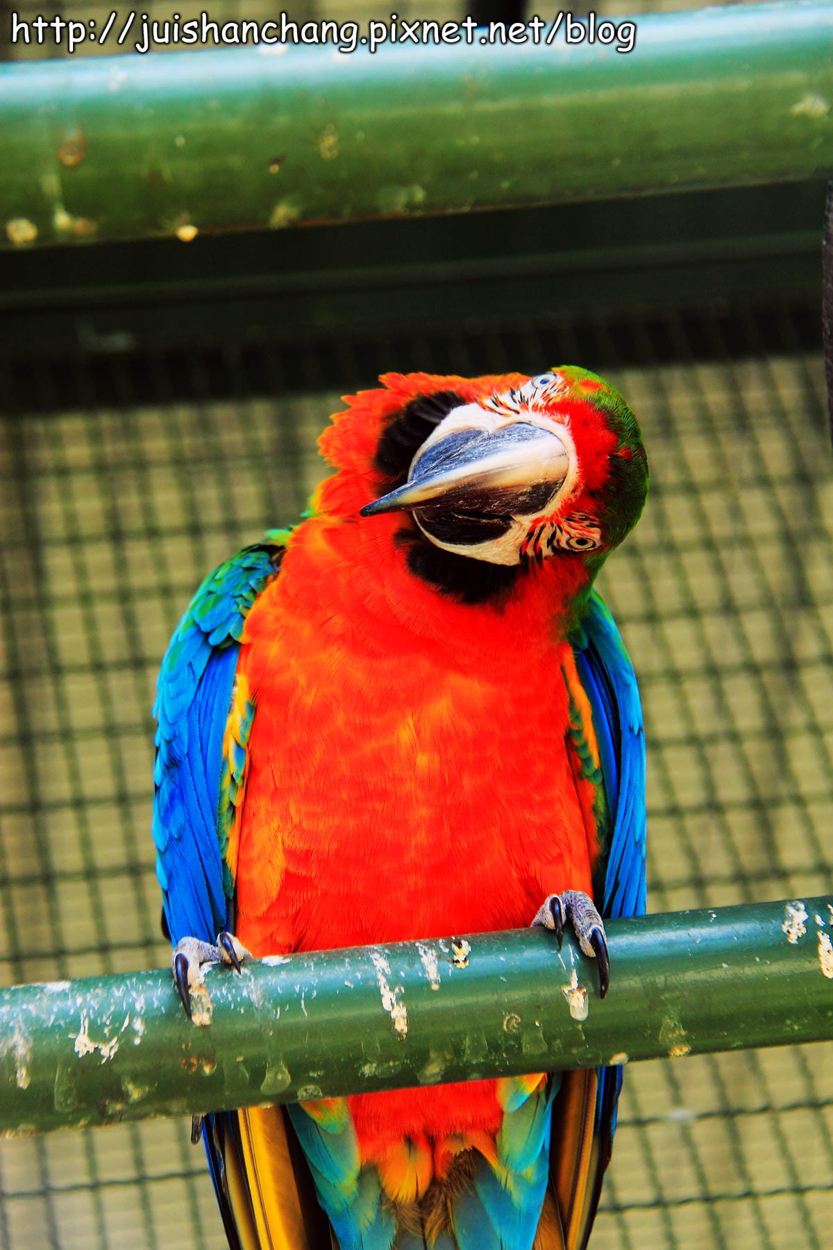 《遊記—新竹新埔》森林鳥花園～戶外親子花園賞鳥趣(已歇業)