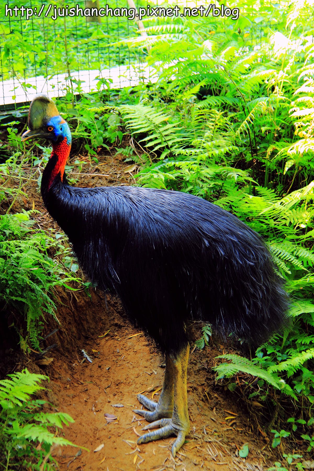 《遊記—新竹新埔》森林鳥花園～戶外親子花園賞鳥趣(已歇業)
