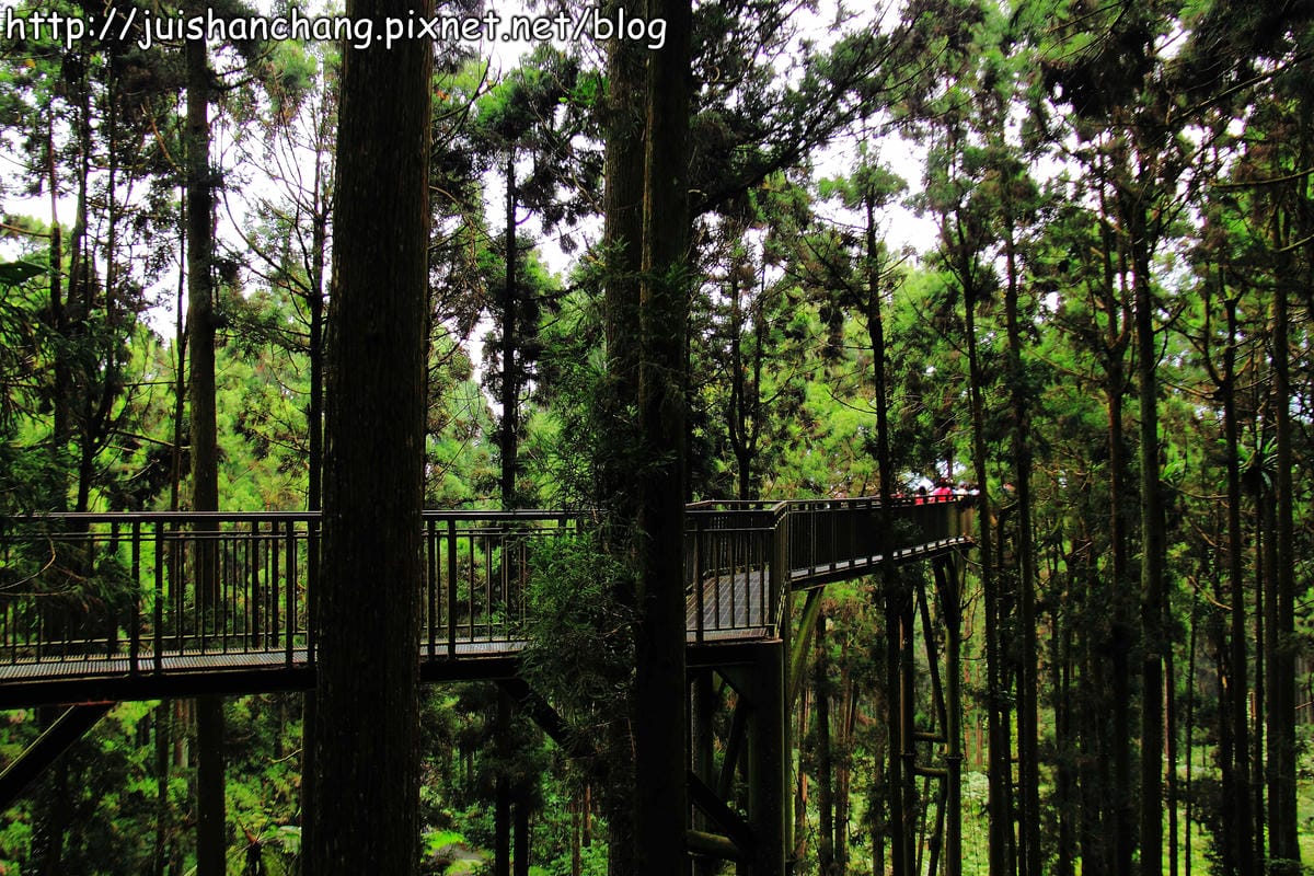 《遊記—南投》溪頭森林遊樂區～與大自然來一場零距離的邂逅吧！