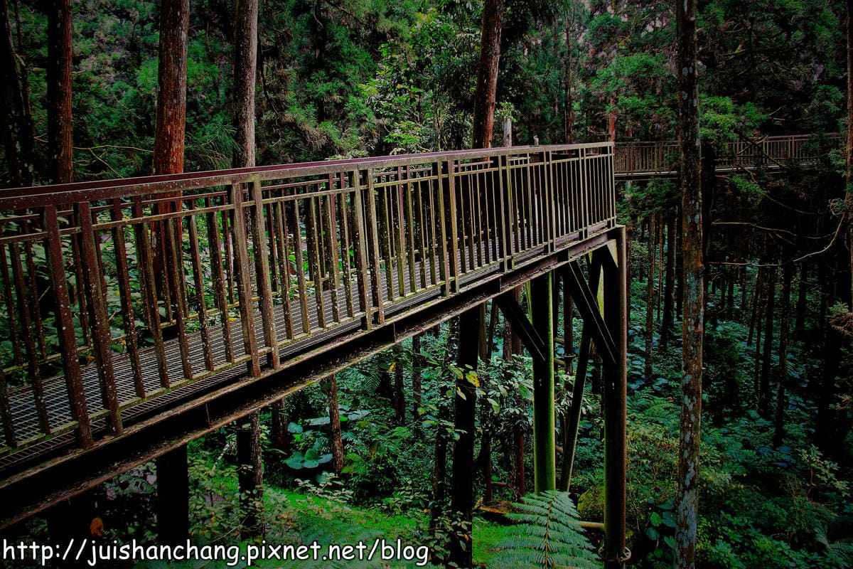 《遊記—南投》溪頭森林遊樂區～與大自然來一場零距離的邂逅吧！