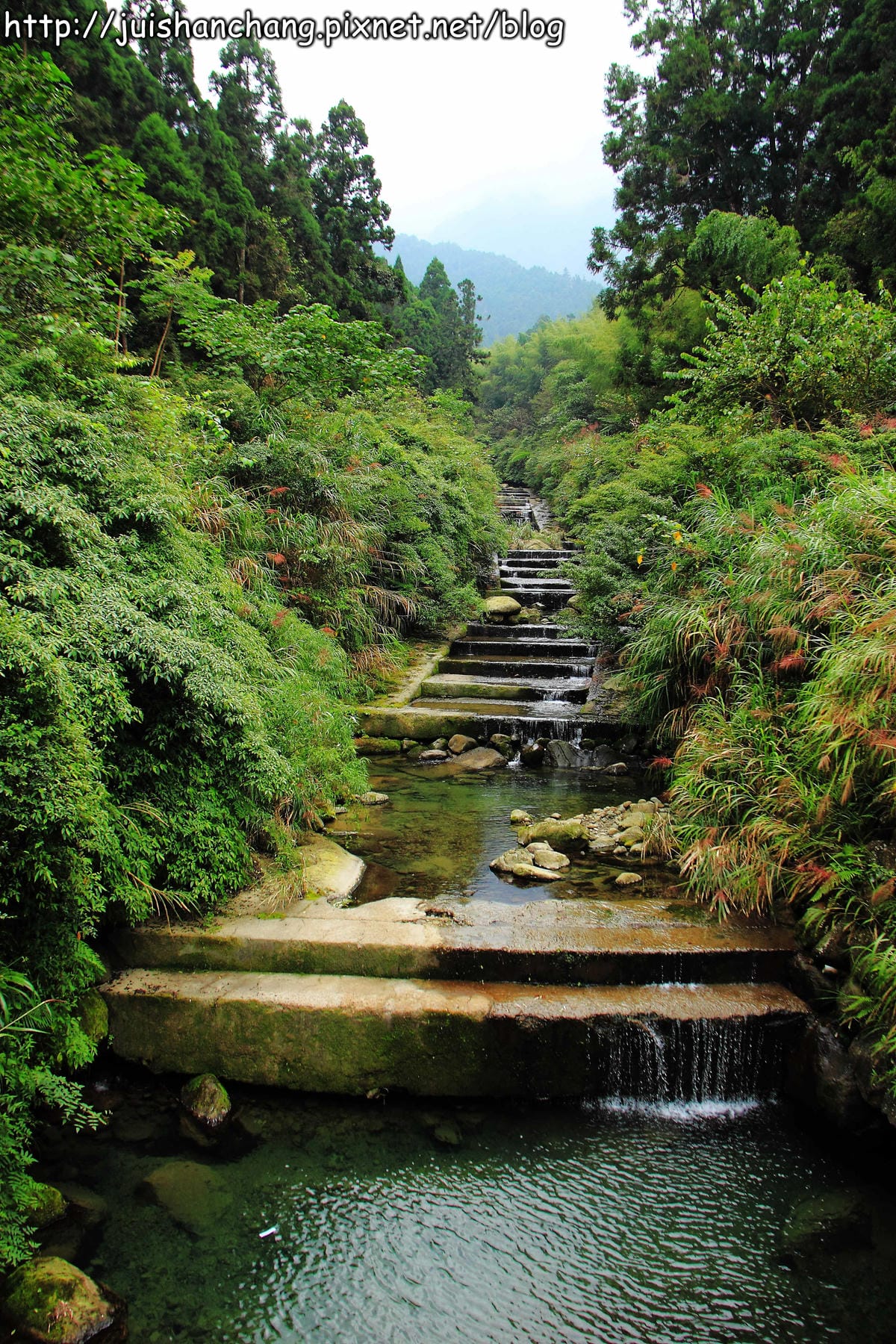 《遊記—南投》溪頭森林遊樂區～與大自然來一場零距離的邂逅吧！