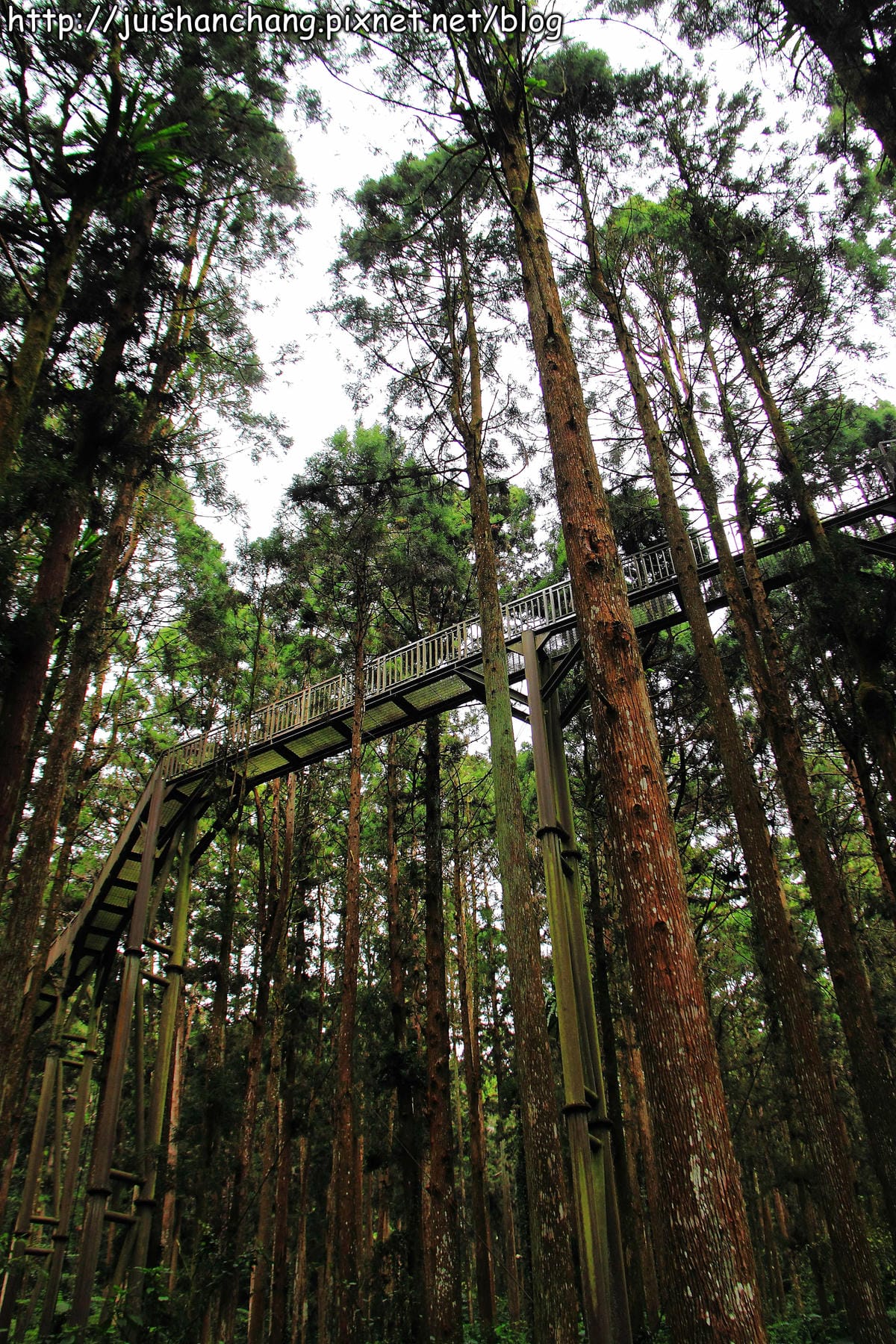 《遊記—南投》溪頭森林遊樂區～與大自然來一場零距離的邂逅吧！