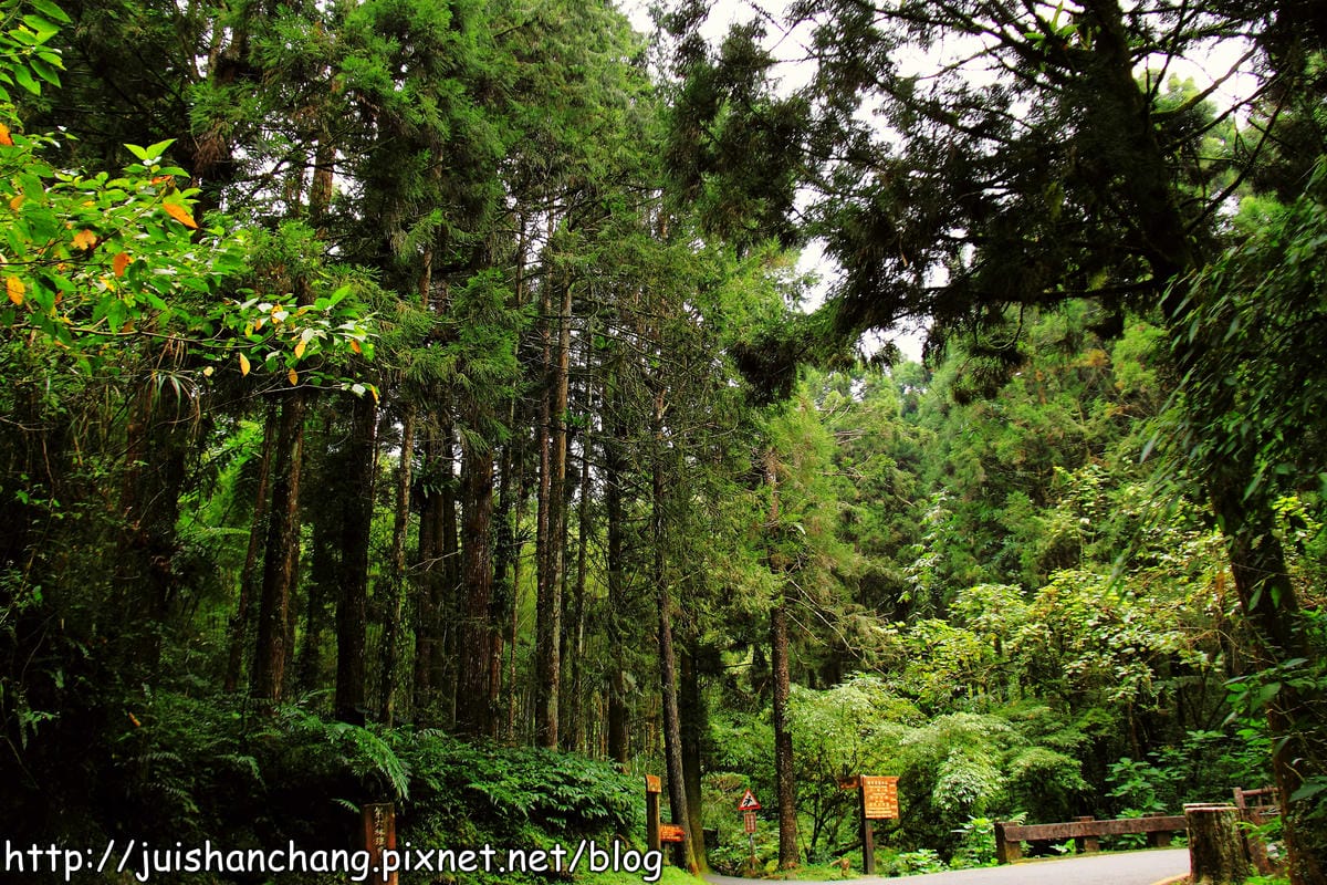 《遊記—南投》溪頭森林遊樂區～與大自然來一場零距離的邂逅吧！