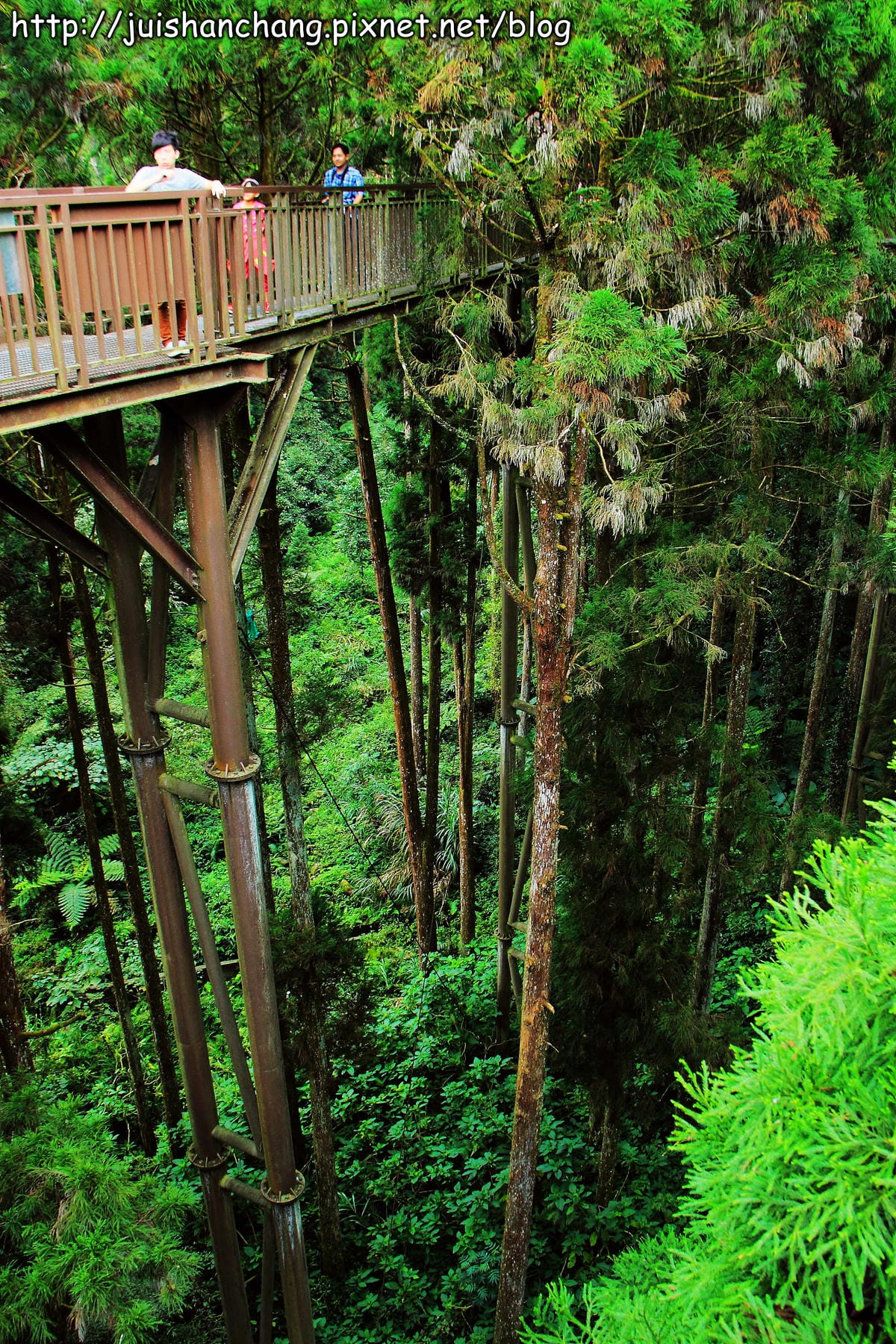 《遊記—南投》溪頭森林遊樂區～與大自然來一場零距離的邂逅吧！