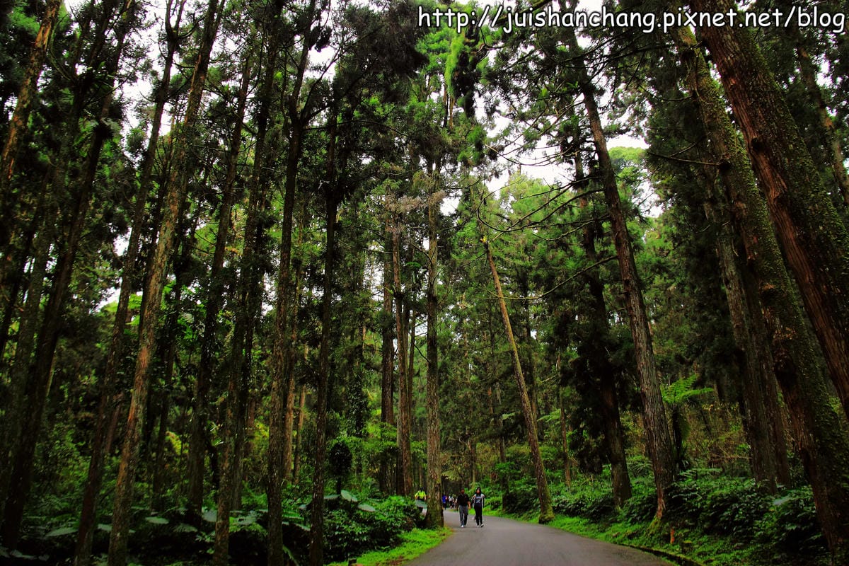 《遊記—南投》溪頭森林遊樂區～與大自然來一場零距離的邂逅吧！