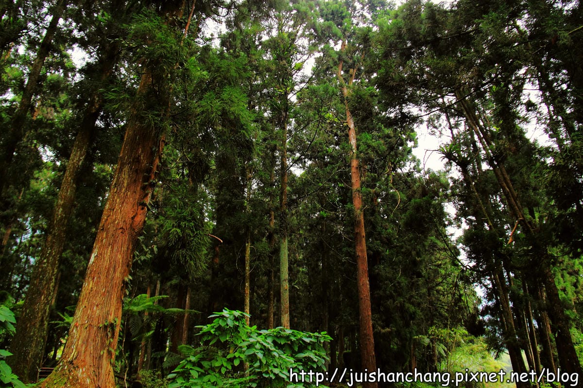 《遊記—南投》溪頭森林遊樂區～與大自然來一場零距離的邂逅吧！