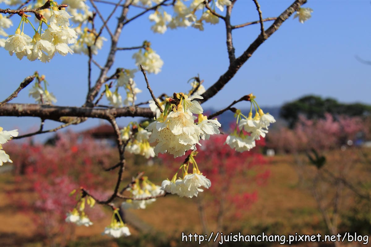 【遊記—南投．鹿谷】小半天石馬公園～河津櫻の粉色系浪漫綻放中！