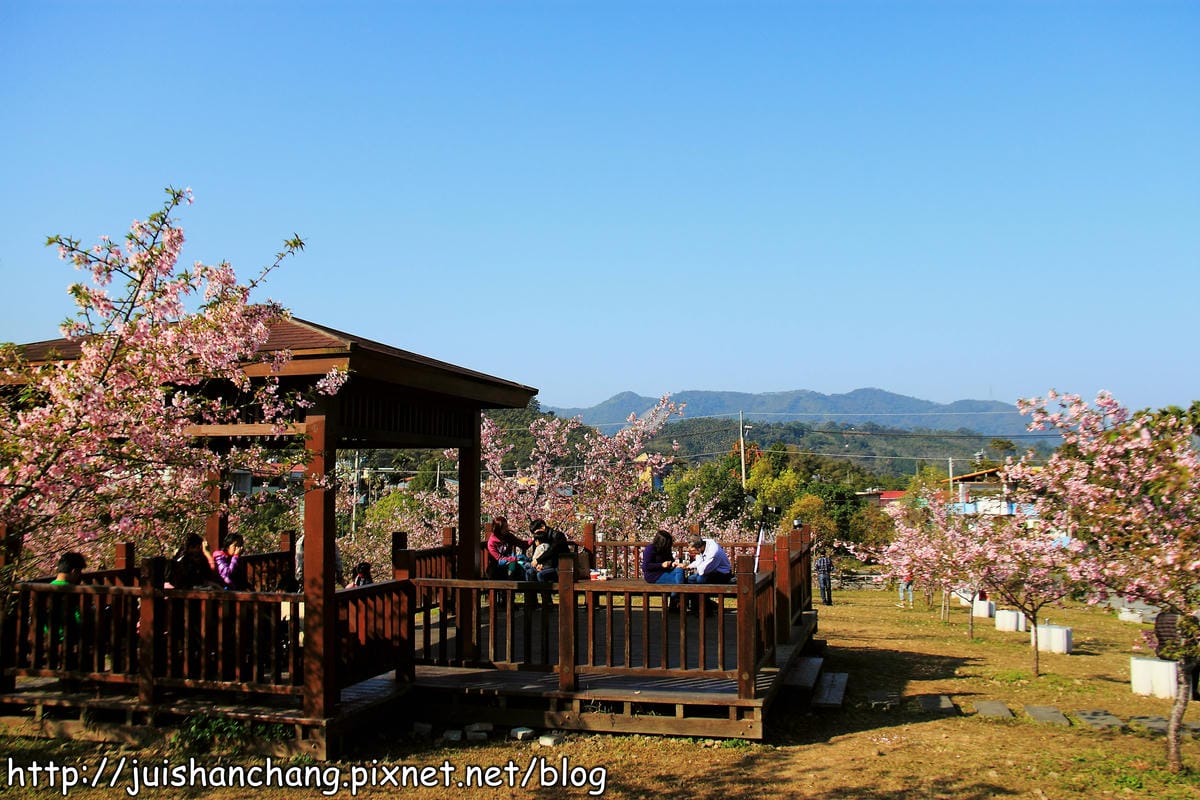 【遊記—南投．鹿谷】小半天石馬公園～河津櫻の粉色系浪漫綻放中！