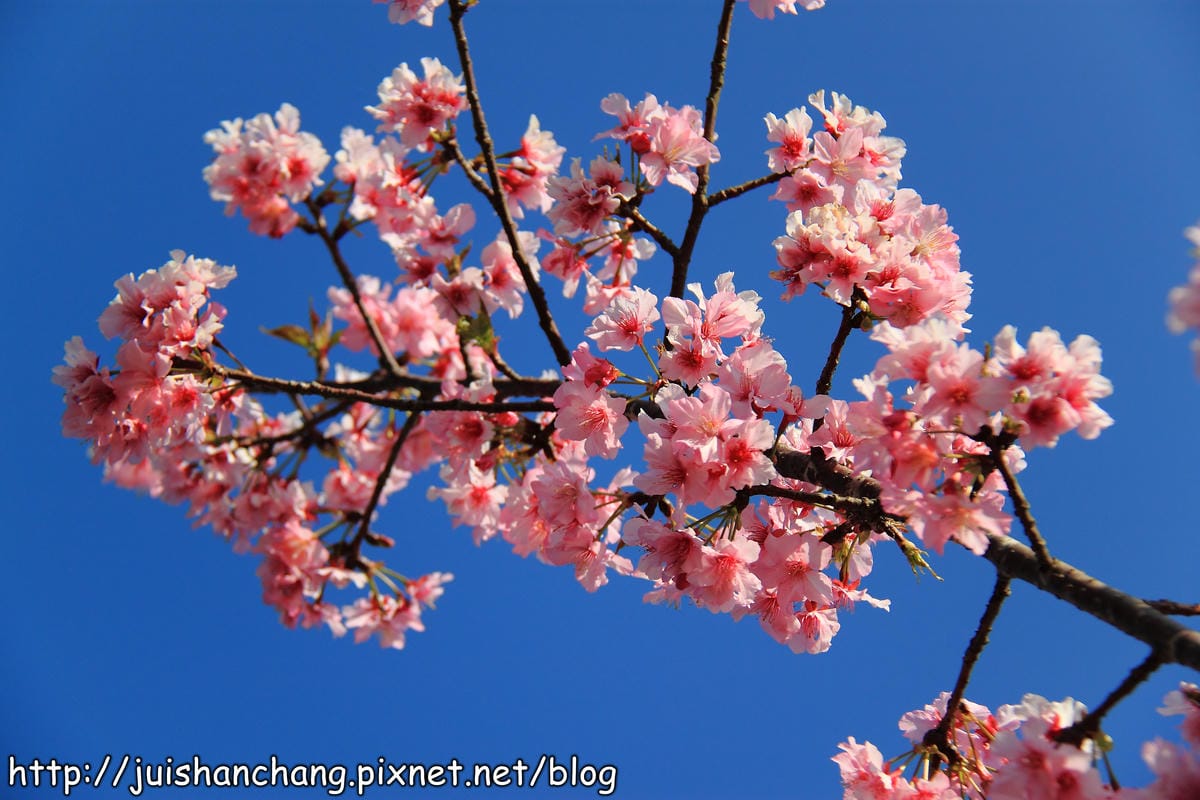 【遊記—南投．鹿谷】小半天石馬公園～河津櫻の粉色系浪漫綻放中！