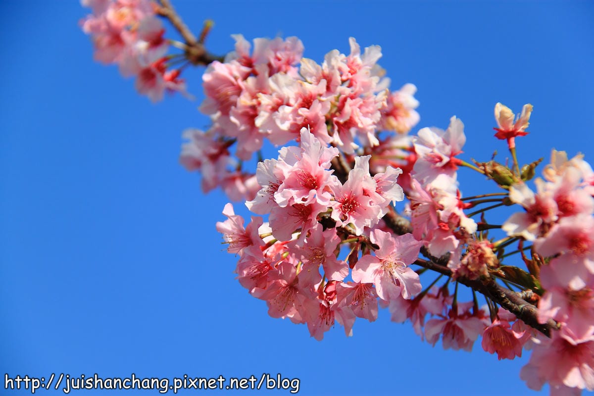 【遊記—南投．鹿谷】小半天石馬公園～河津櫻の粉色系浪漫綻放中！
