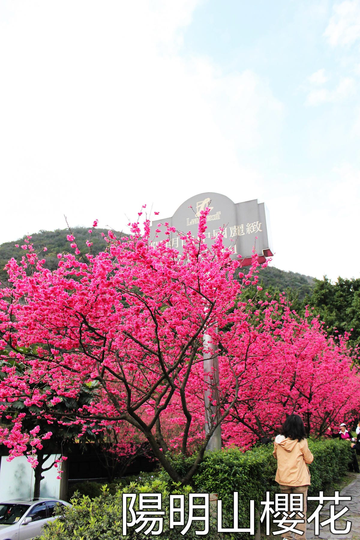【遊記—南投．鹿谷】小半天石馬公園～河津櫻の粉色系浪漫綻放中！