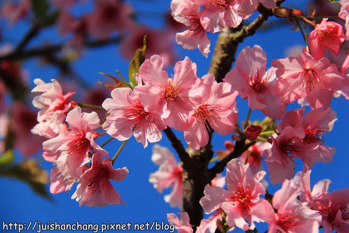 【遊記—南投．鹿谷】小半天石馬公園～河津櫻の粉色系浪漫綻放中！