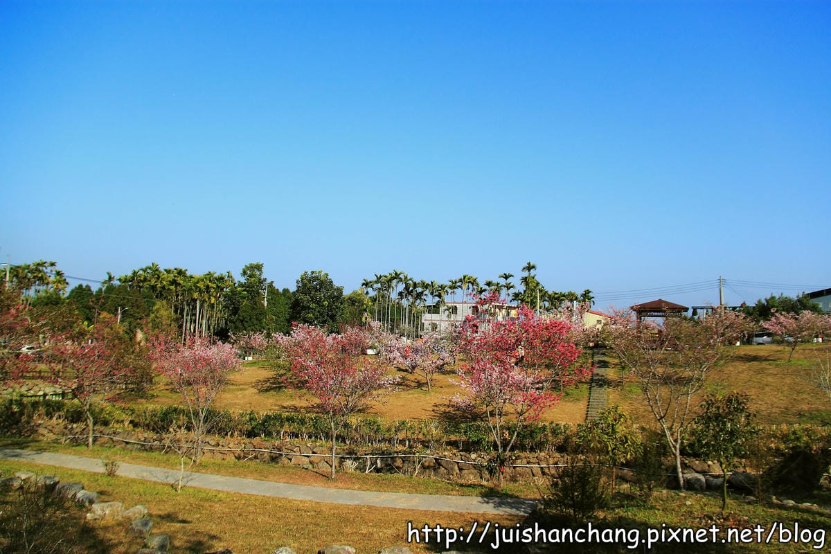 【遊記—南投．鹿谷】小半天石馬公園～河津櫻の粉色系浪漫綻放中！