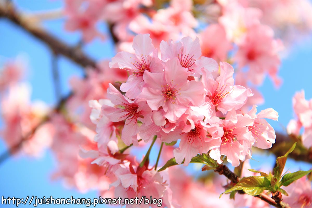 【遊記—南投．鹿谷】小半天石馬公園～河津櫻の粉色系浪漫綻放中！