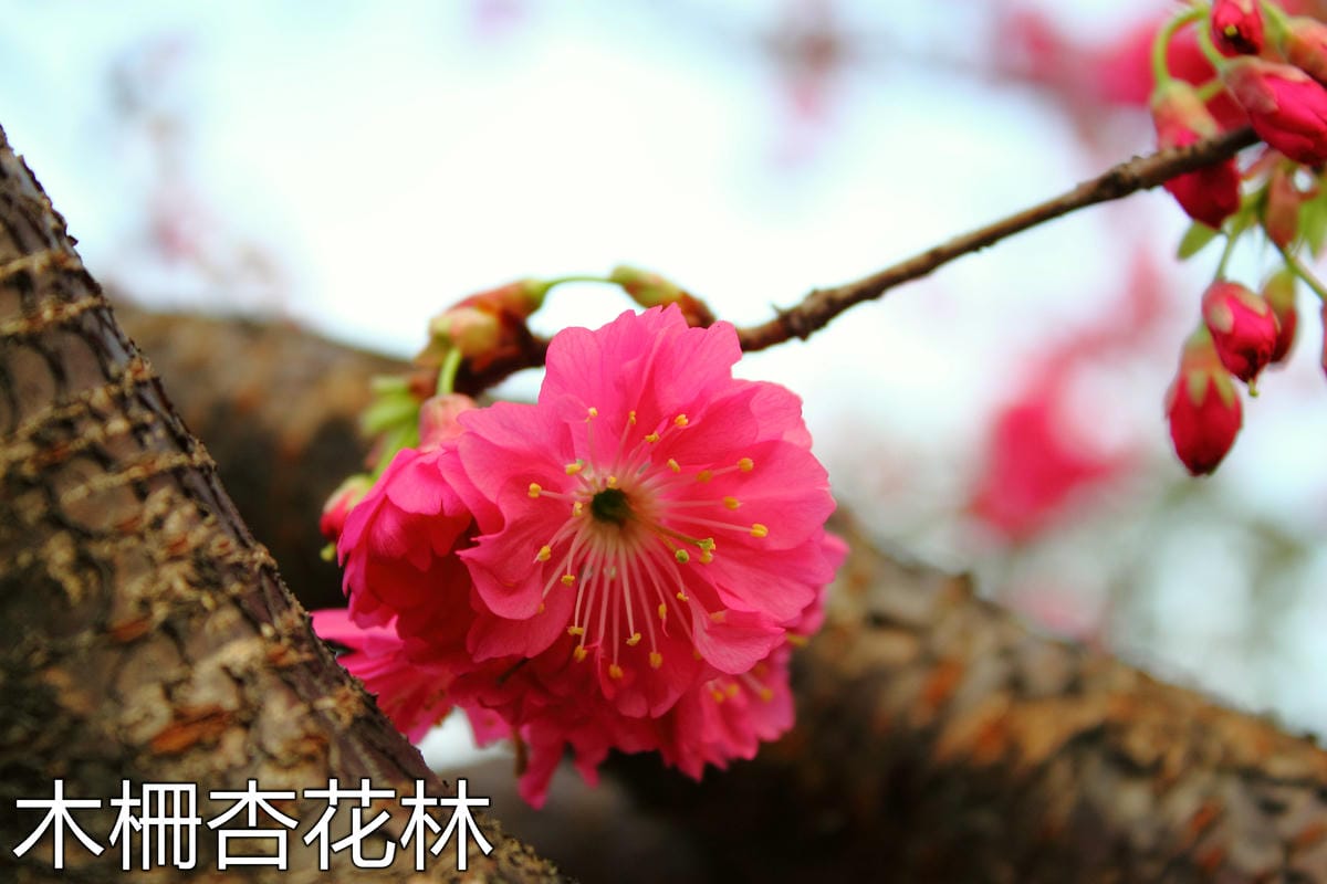 【遊記—南投．鹿谷】小半天石馬公園～河津櫻の粉色系浪漫綻放中！