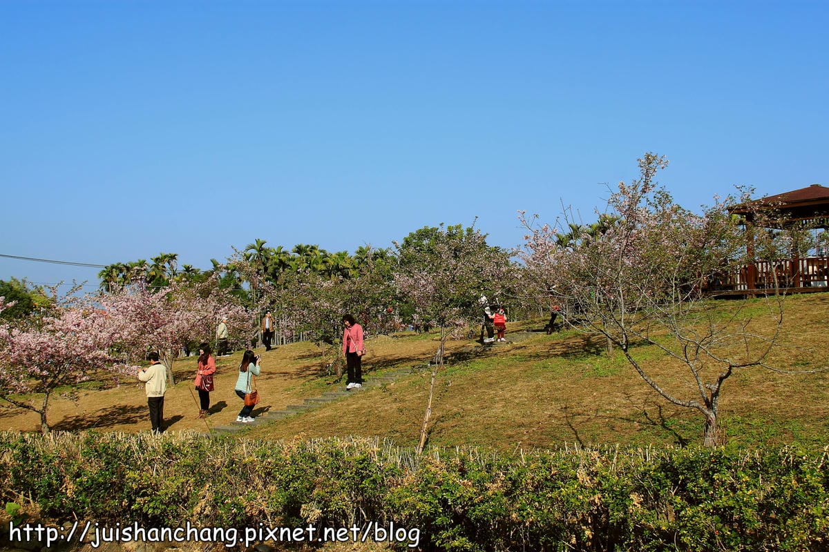 【遊記—南投．鹿谷】小半天石馬公園～河津櫻の粉色系浪漫綻放中！