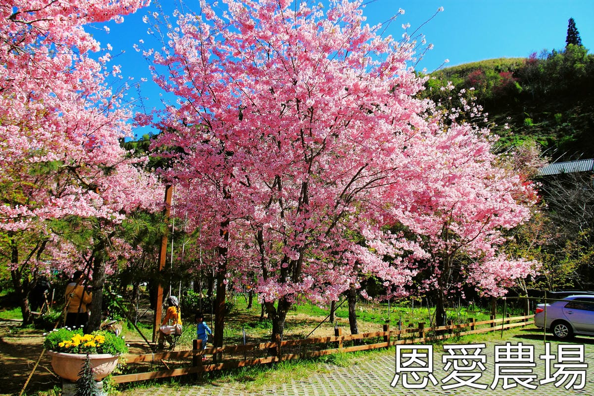 【遊記—南投．鹿谷】小半天石馬公園～河津櫻の粉色系浪漫綻放中！
