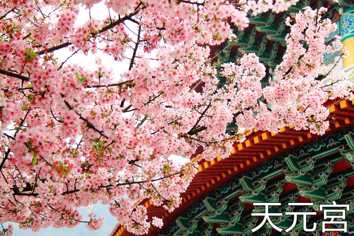 【遊記—南投．鹿谷】小半天石馬公園～河津櫻の粉色系浪漫綻放中！