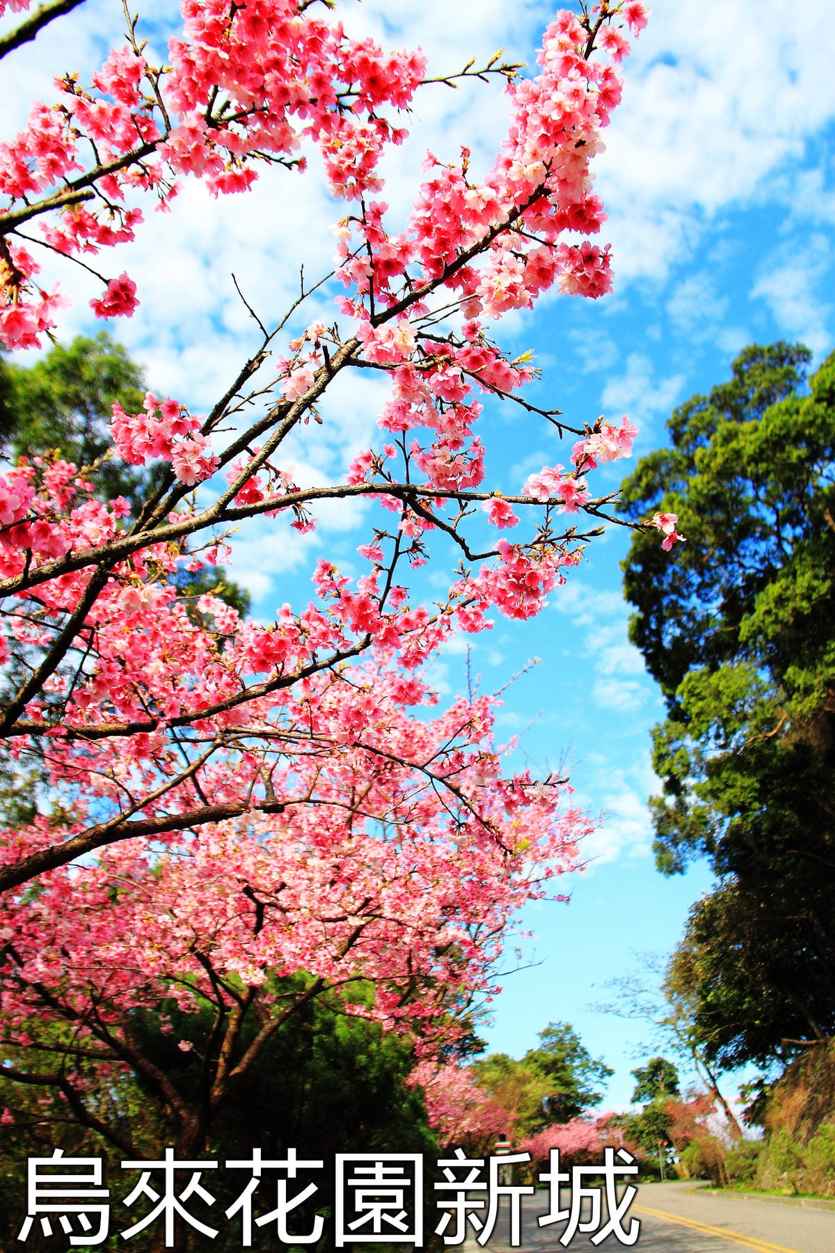 【遊記—南投．鹿谷】小半天石馬公園～河津櫻の粉色系浪漫綻放中！