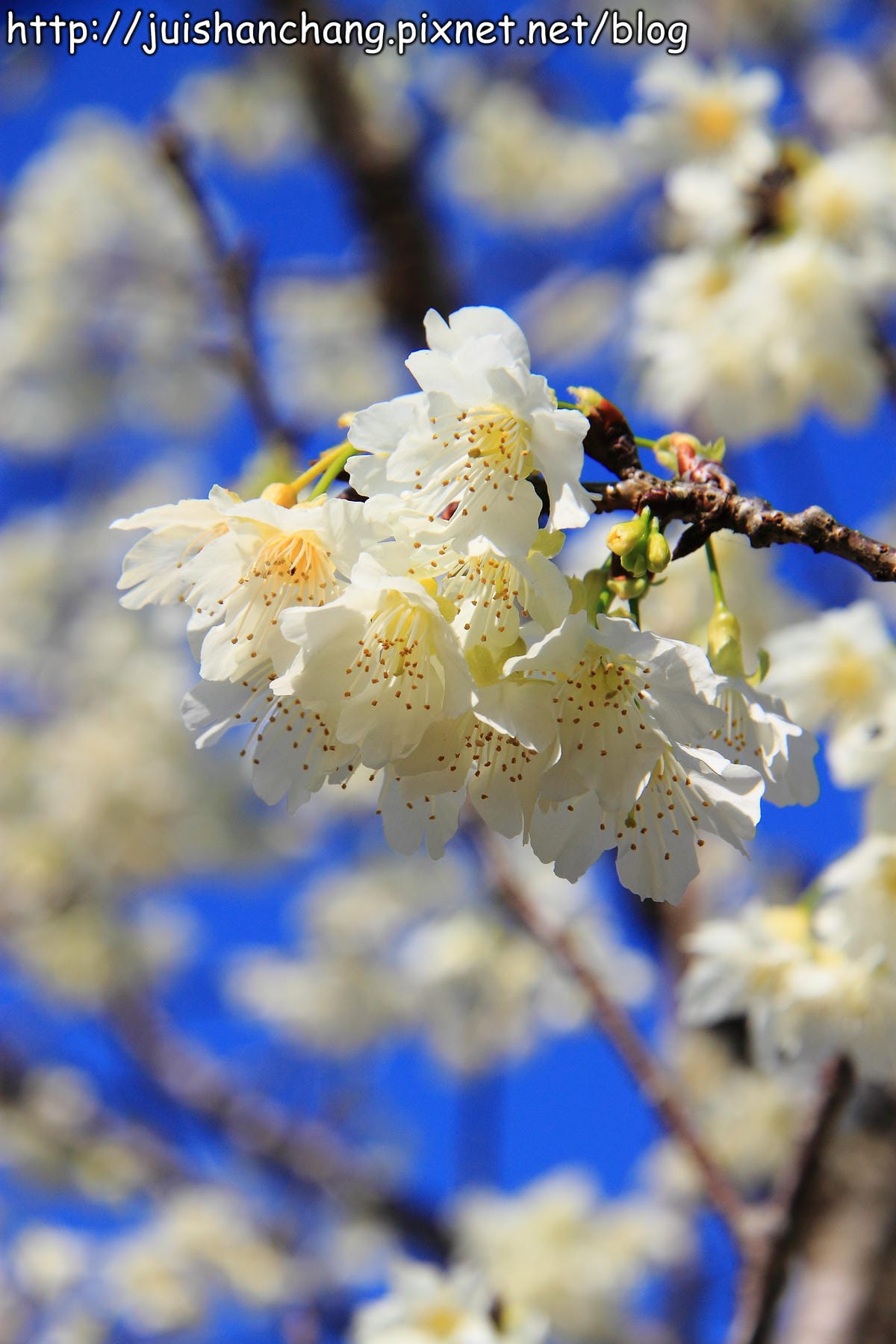 【遊記—南投．鹿谷】小半天石馬公園～河津櫻の粉色系浪漫綻放中！