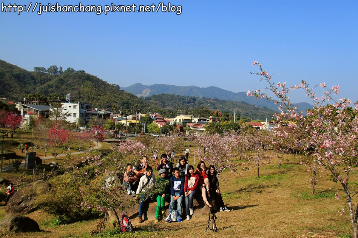 【遊記—南投．鹿谷】小半天石馬公園～河津櫻の粉色系浪漫綻放中！