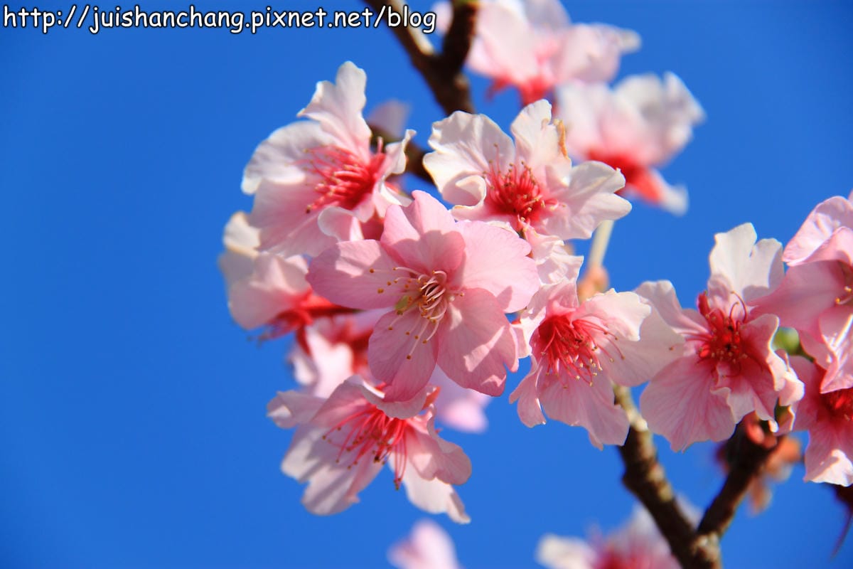 【遊記—南投．鹿谷】小半天石馬公園～河津櫻の粉色系浪漫綻放中！