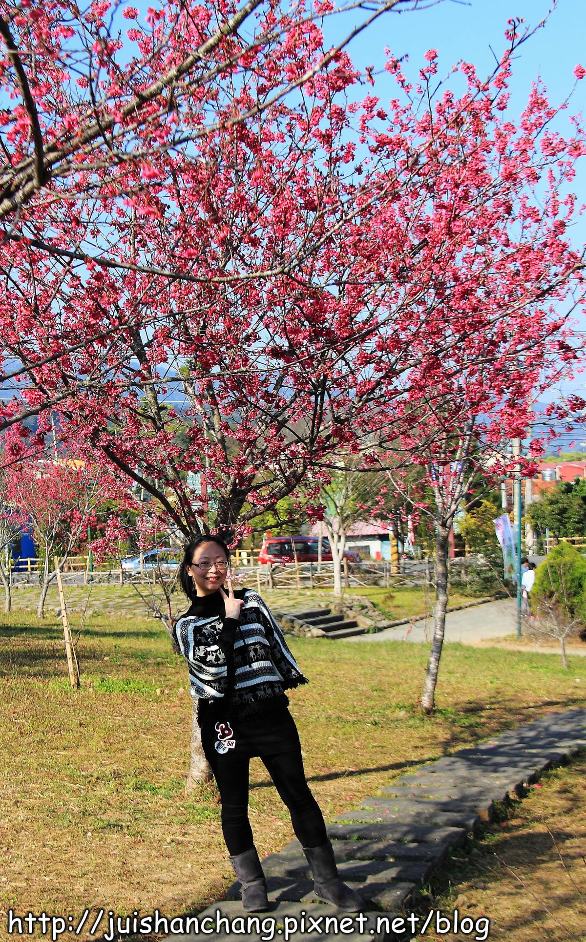 【遊記—南投．鹿谷】小半天石馬公園～河津櫻の粉色系浪漫綻放中！