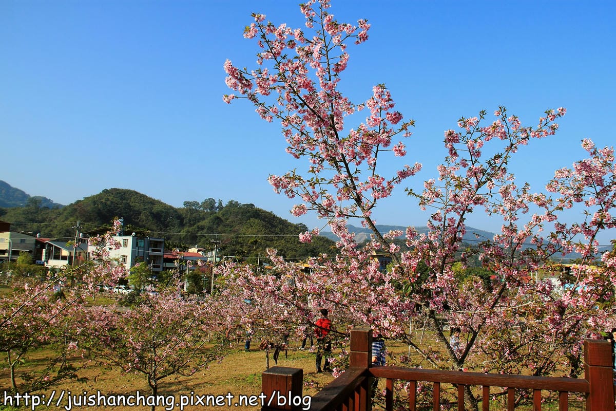【遊記—南投．鹿谷】小半天石馬公園～河津櫻の粉色系浪漫綻放中！