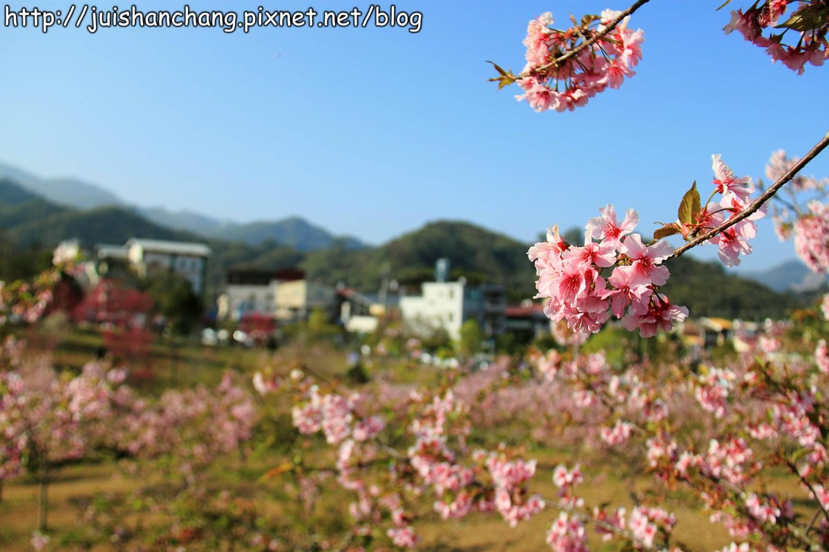 【遊記—南投．鹿谷】小半天石馬公園～河津櫻の粉色系浪漫綻放中！